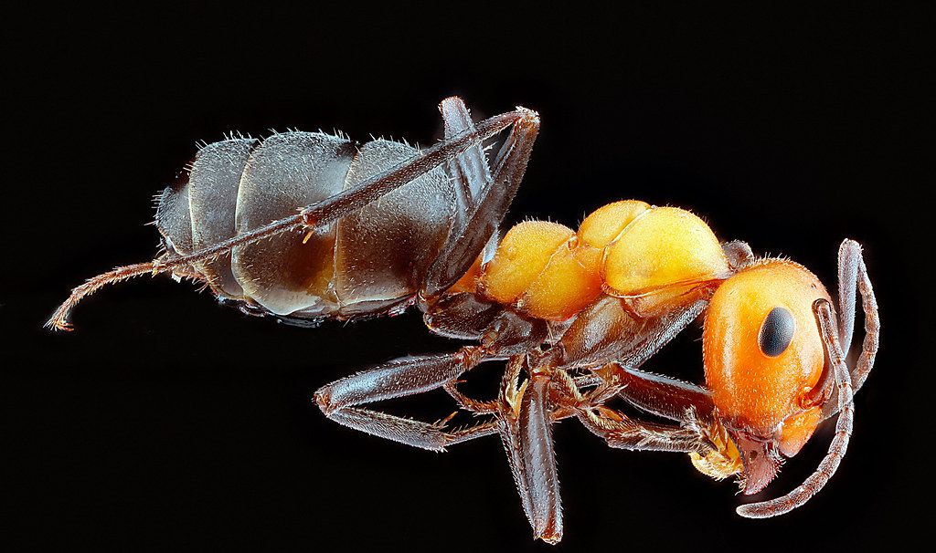Ant Control service in Novato, CA