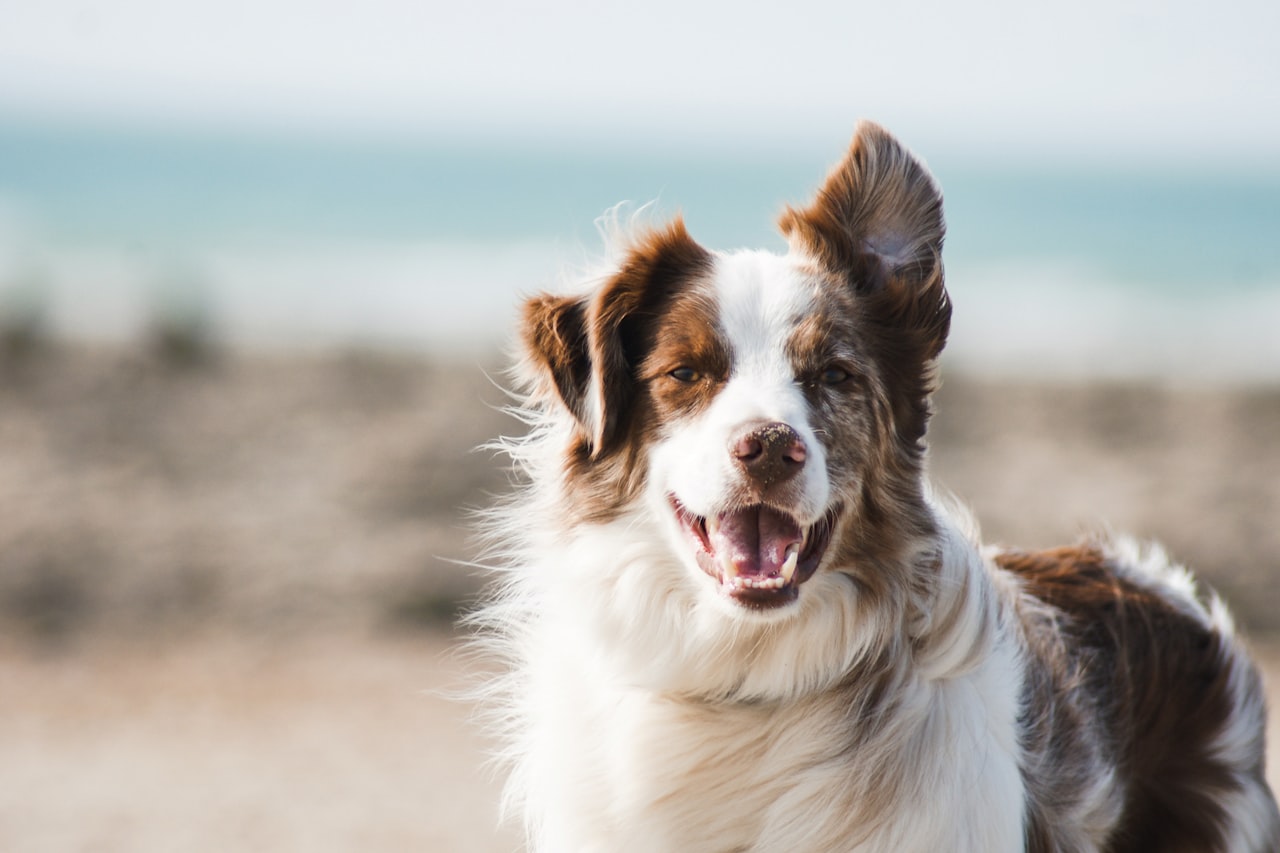 Flea & Tick Control service in Novato, CA