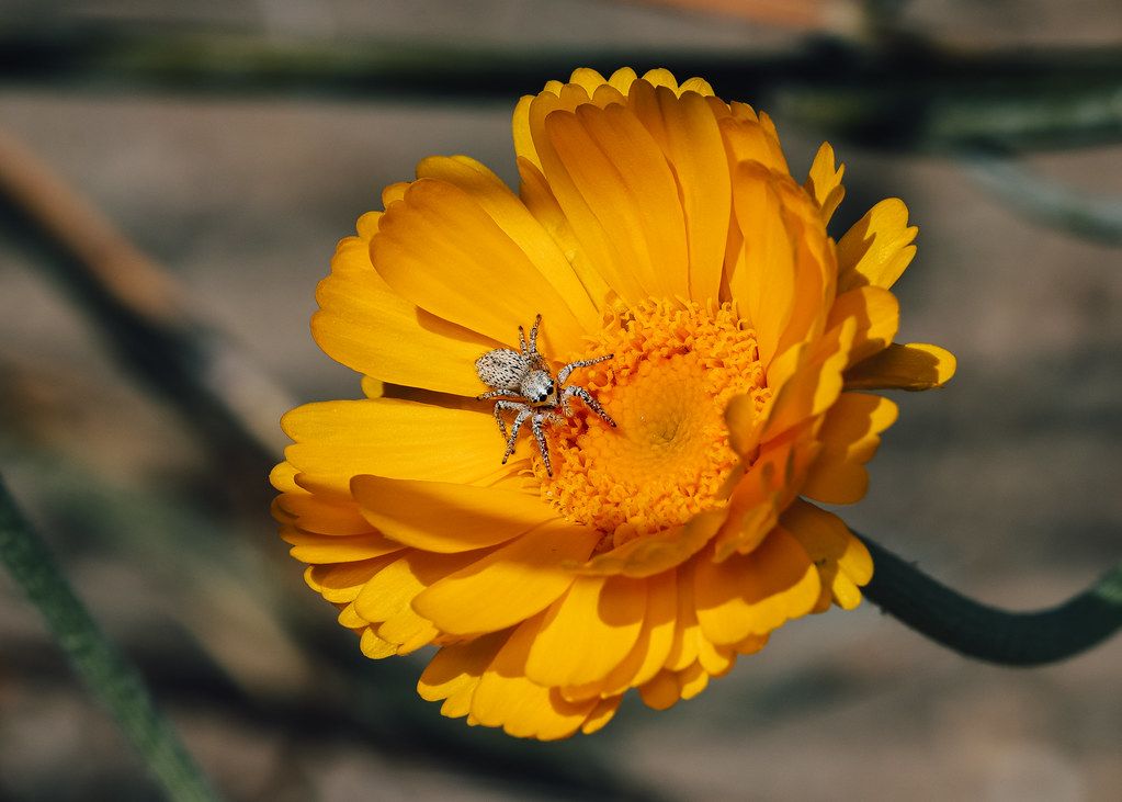 Spider Control service in Novato, CA